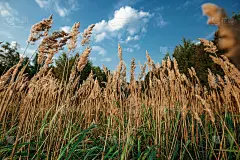 野地上的草地上的夕阳，柔和的阳光，温暖的今夜，镜头耀斑