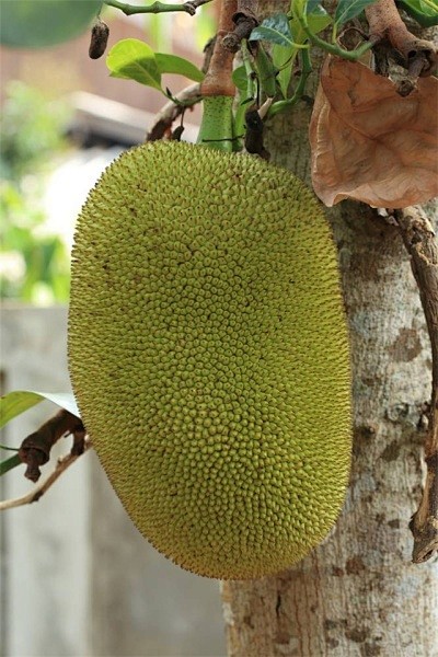 木菠萝