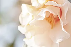 牡丹花高清摄影素材