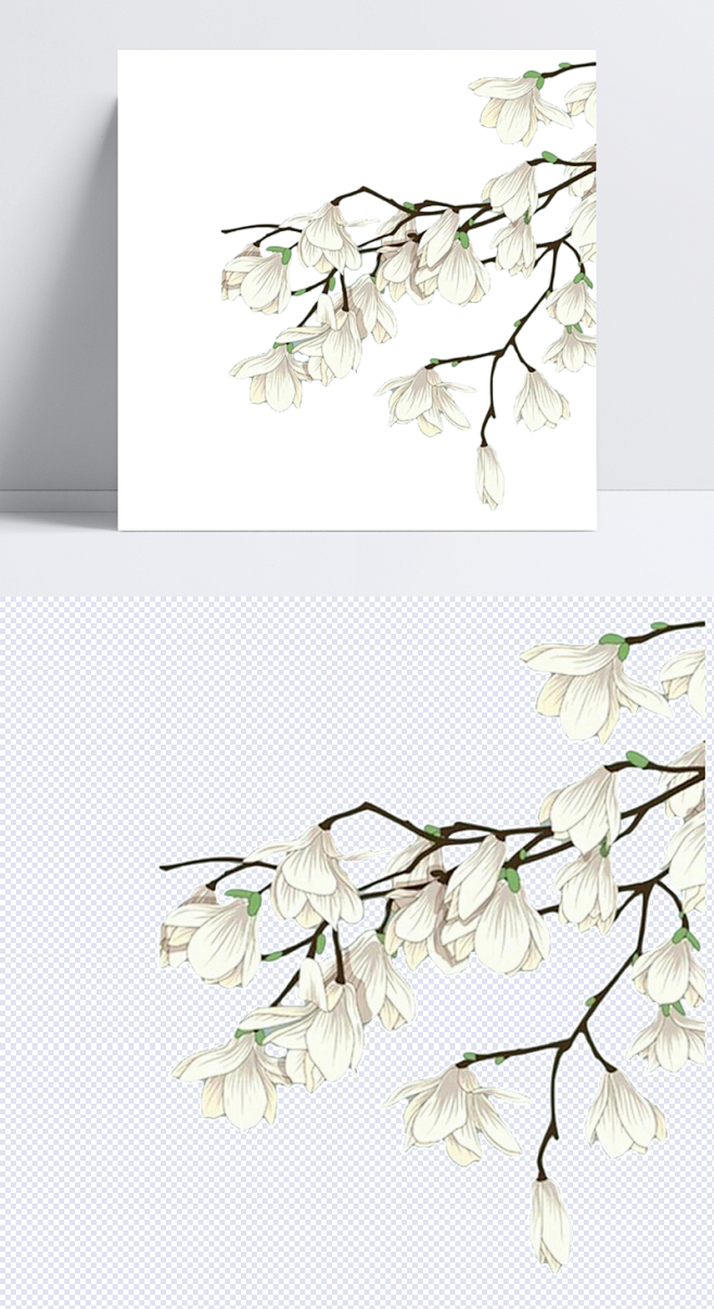 白色手绘木兰花|白色花朵,木兰花,花枝,树枝,一枝花,枝丫,手绘木兰花,卡通元素,手绘/卡通
