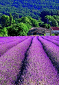 Lavender Field, Provence, France: 