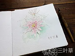钢笔淡彩-半朵悠莲