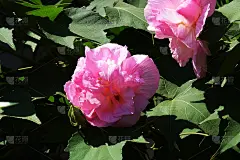 三次变色花'棉花玫瑰'
