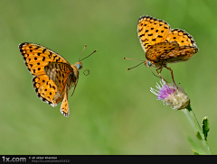 Lynn采集到Butterfly 蝴蝶