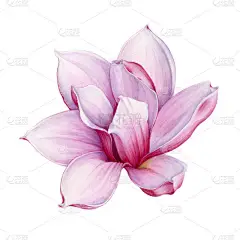 水彩嫩粉红色玉兰花插图。手绘郁郁葱葱的春花。在白色背景上隔离