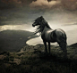 Horse Heaven