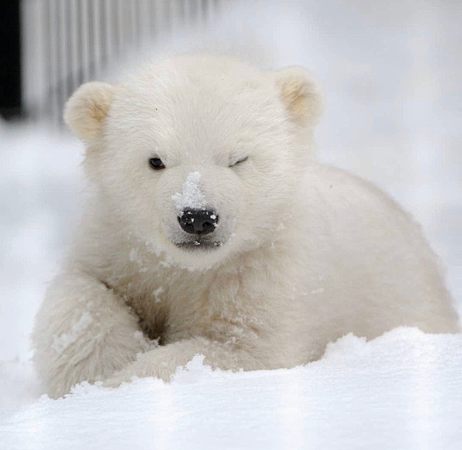 北极熊宝宝