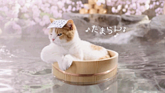 叶荷采集到G-gif