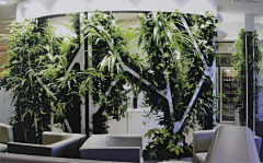Shar/采集到植物墙