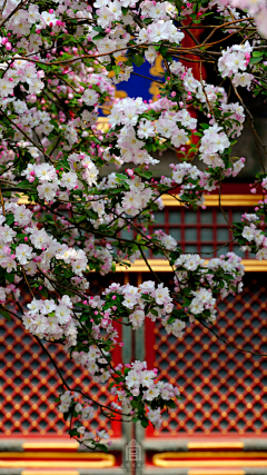 Su静采集到花草植物