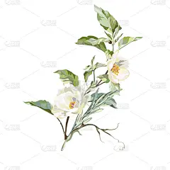 墨玫瑰、牡丹和茉莉