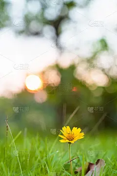 小黄花的运动与明媚的散景阳光模糊了宜人的风。