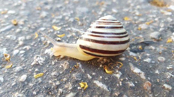 Slug on the road by ...