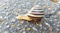 Slug on the road by Juraj Certik on 500px