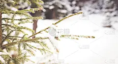 贺卡,冬天,杉树,背景,大风雪,冬季仙境,天空,新的,水平画幅