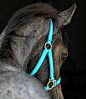 Pretty foal in turquoise halter
