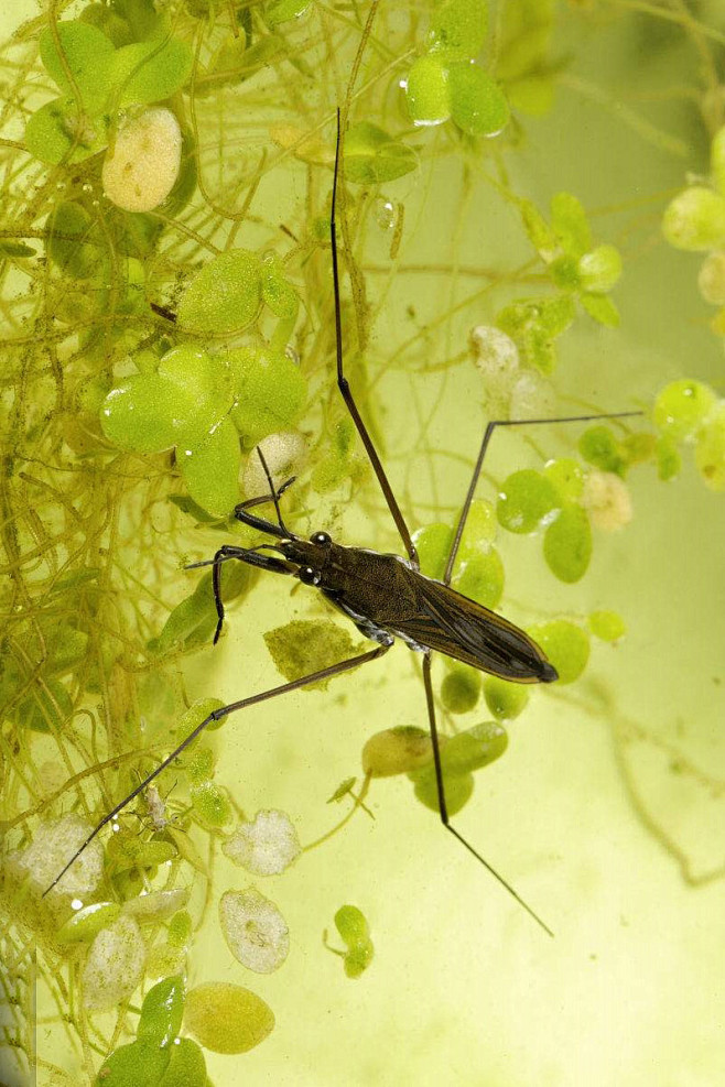 半翅目显角亚目水黾科黾蝽科水黾