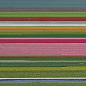 009-Tulip Fields by Bernhard Lang