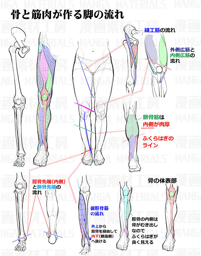 「脚の描き方：骨と筋肉の流れ+アングル変...