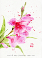 水彩插画——剑兰-Jessie一颗豆子 