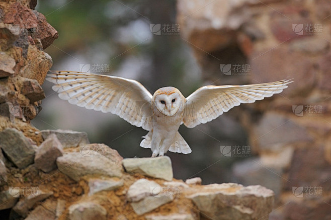仓鸮，Tyto alba，长着漂亮的翅膀在石墙上飞翔，轻鸟落地，动物栖息在英国城市