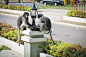 滑稽可爱的猴子眼镜叶猴在国家公园。一对猴子朋友坐在灯柱上。