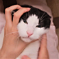 @花花与三猫 // 中分