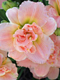 ~~ Hemerocallis siloam Double Classic ~  