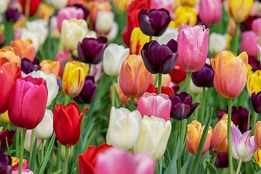 Tulips, Flowers, Gar...