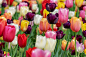 Tulips, Flowers, Garden, Tulips Bloom