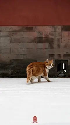 故宫的猫 - 堆糖，美图壁纸兴趣社区