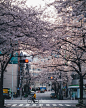 四月，粉色的东京 | Takashi Yasui - 人文摄影 - CNU视觉联盟