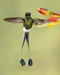 tiny-creatures:

Booted Racket-tail Inflight by Jeff Dyck on Flickr.
