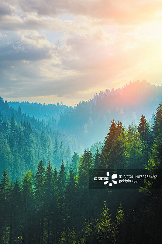 pineforestinthedolomitesitaly创意图片素材moment