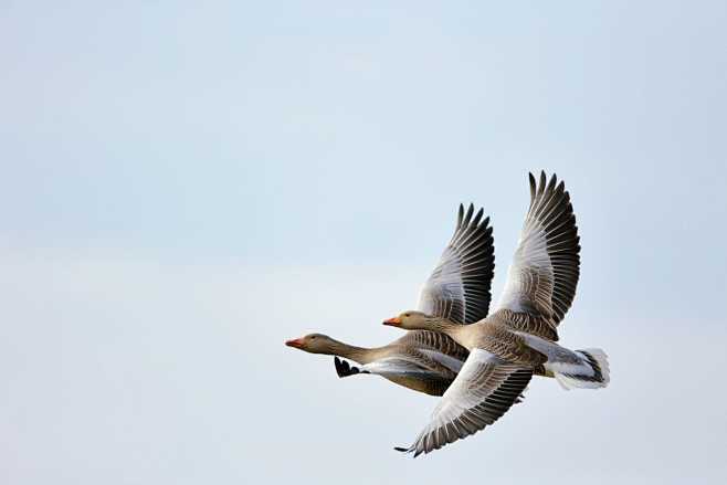 Geese in flight by M...