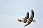 Geese in flight by Milko Marchetti on 500px