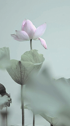 zeyzal采集到YS·色彩