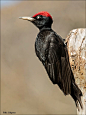 黑啄木鸟 Dryocopus martius 鴷形目 啄木鸟科 黑啄木鸟属