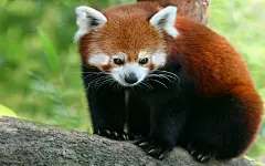 超萌小熊猫桌面高清壁纸_桌面壁纸论坛_太平洋电脑论坛