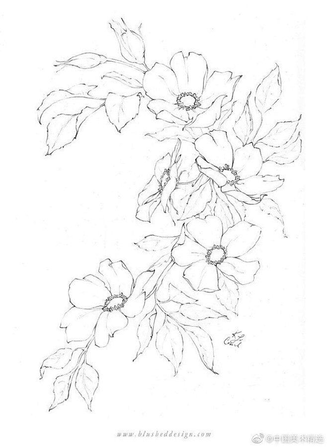 植物线稿，拿去练习