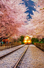 Sakura Tunnel Japan: 