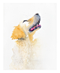 watercolor Nova golden retriever dog dogs gold looking up painting   portrait
