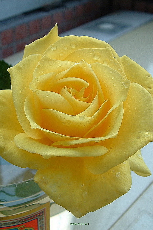 黄玫瑰