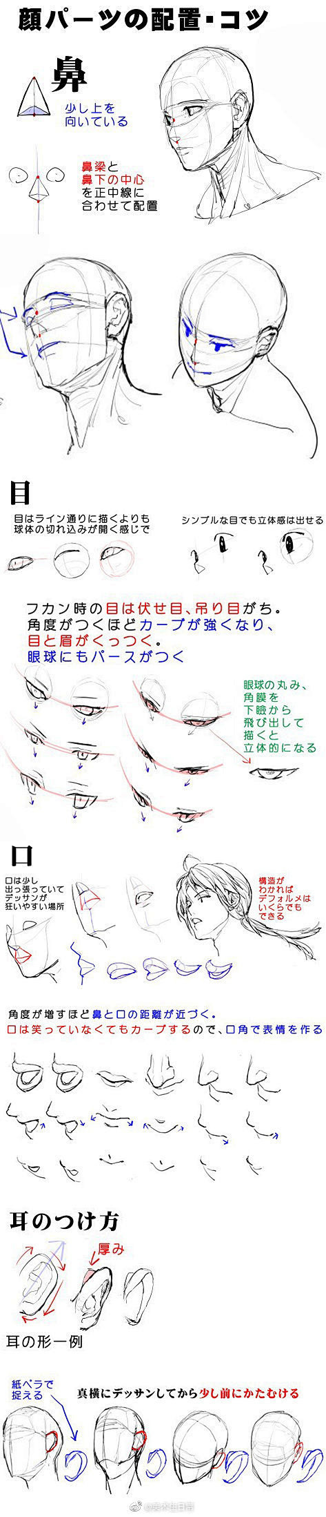干货！头部构造分析和透视  
作者：漫画...