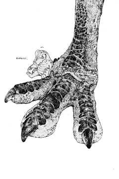 whonly采集到生物