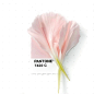 Tiny PMS Match - Pantone 7422 color match.  Pink Carnation petals...