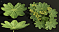 Plant studies 3 - Lady's mantle, P Akerman : Another plant for my library...
Lady's mantle, latin: Alchemilla Vulgaris, Swedish/Norwegian: Daggkåpa, Marikåpe 
It is a very useful plant with many uses; - As food, - As a medicinal herb, - For healing wounds
