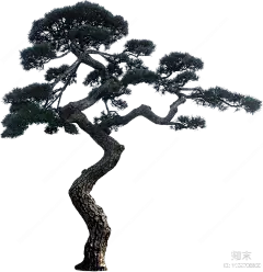 PNG免抠造型松弯杆黑松贴图下载【ID:1155708869】