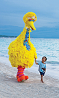 Big Bird on the beach...Cute!