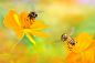 全部尺寸 | Busy Little Bees on Cosmoses - 忙碌的小蜜蜂在波斯菊上 | Flickr - 相片分享！